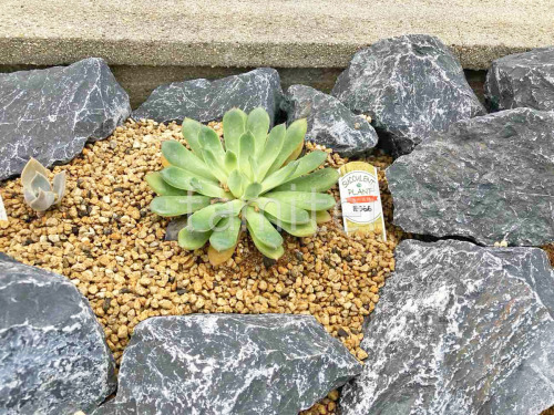 ���� ����