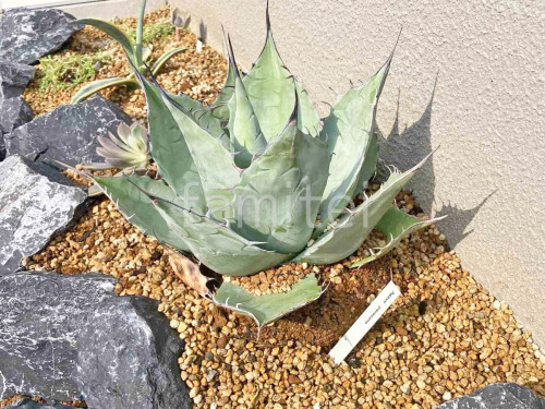 ���� ����