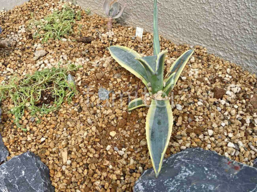 ���� ����