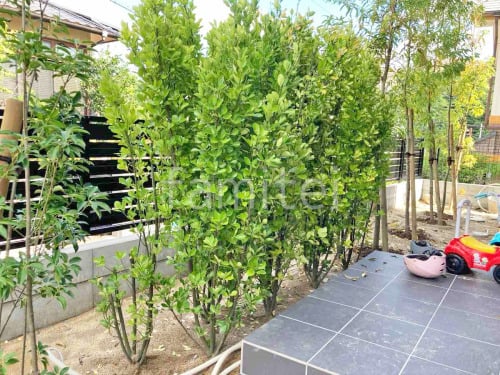 シンボルツリー マサキ