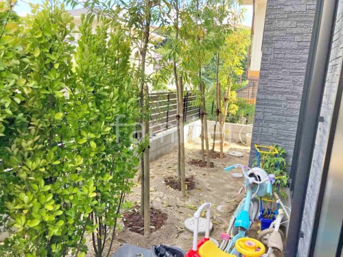 シンボルツリー シラカシ