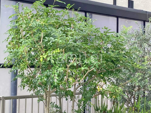 �ܱ����ѥͥ�(���� ����)2��