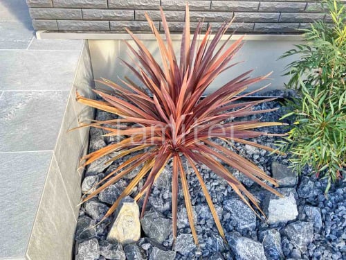 ���� ����