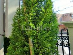 ���� ���� ������