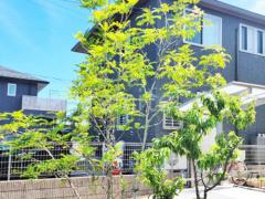 ���� �մ�������