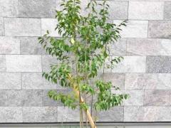 シンボルツリー ソヨゴ 常緑樹 植栽