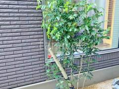 シンボルツリー シマトネリコ