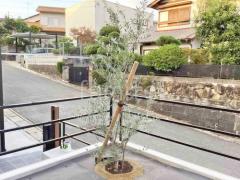 シンボルツリー オリーブ 常緑樹 植栽