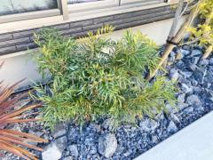 ���� ����