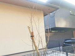 ����ܥ�ĥ꡼ �����ϥ�ߥ� ���ռ� ����