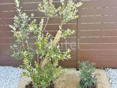 シンボルツリー フェイジョア