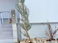 シンボルツリー オリーブ 常緑樹 植栽