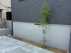 シンボルツリー 落葉樹 イロハモミジ 植栽