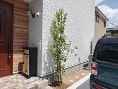 植栽 シンボルツリー 常緑樹 ソヨゴ